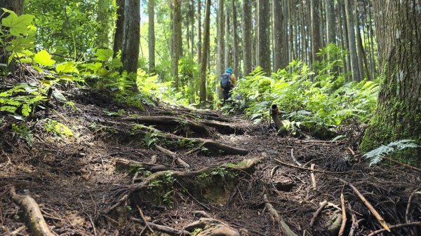 民都有山，夏日首選，好涼爽的中級山，新竹熱門登山景點，時而陽光穿林，時而濃霧彌漫，非常迷人。2827243