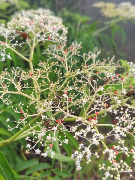 白藍狐貍出狐貍尾/狐貍縱走2796367