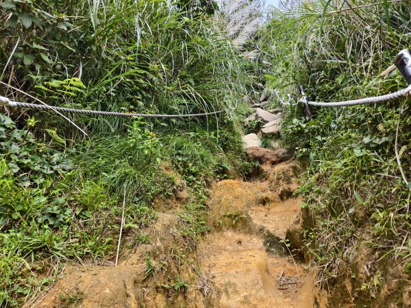 [百山百鳥尋旅-11/15] 2025_0927 大屯主峰-連峰步道_大屯山西峰2899465