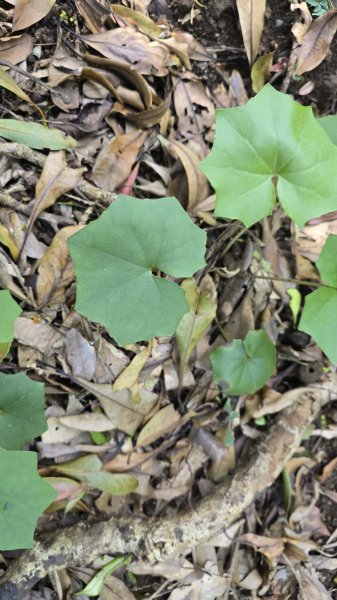 2025竹子湖海芋季美不勝收，最受歡迎的國家公園陽明山國家公園，親子皆宜，適合各式玩家2747606