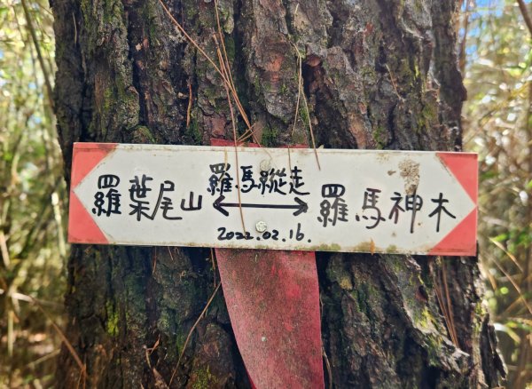 【中級山縱走】羅馬縱走，走進神木的夢幻童話森林世界2943203