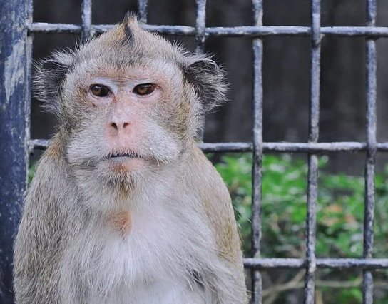 【保育】13隻野生動物大使 認養計畫－馬來猴（皮卡丘）