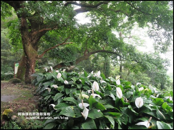    十一指古道包場賞桐花573598