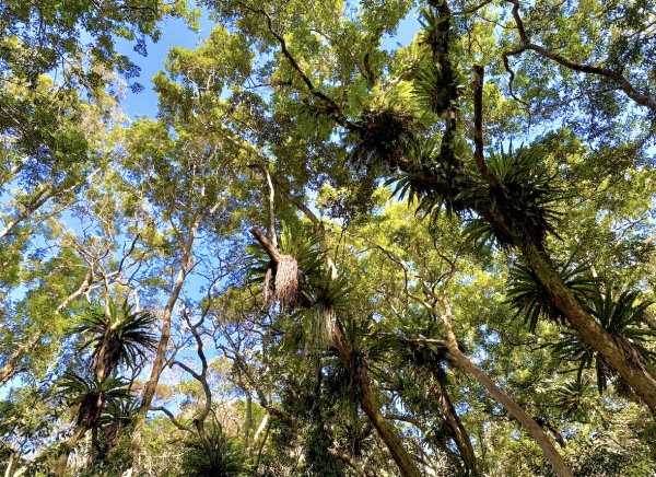 雪山坑登山步道尋巨人2978487