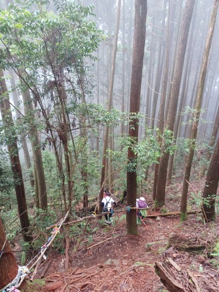 【台中和平】筆直的杉林.林相優美。 橫嶺山x沙連山P型2869052