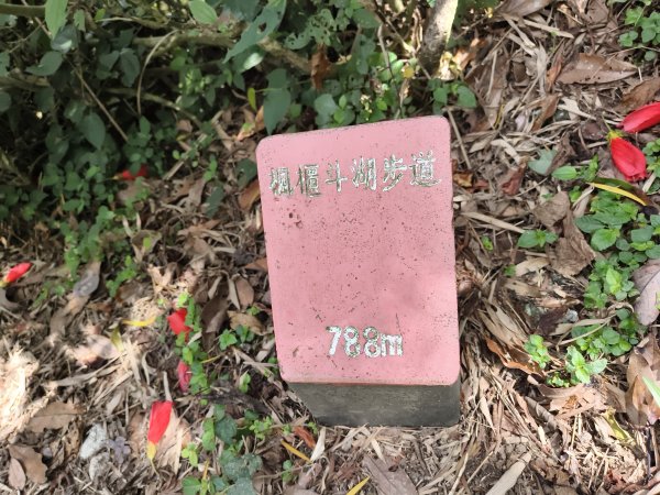 [百山百鳥尋旅-15/15] 2025_0929 硬漢嶺步道(觀音山)2901000