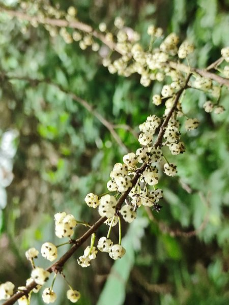 九讚頭車站-大崎棟.茶亭.逃學.騎龍古道20幾K繞大O2972503