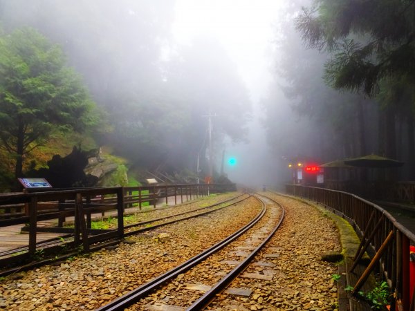 走阿里山神木群棧道，漫步在雲端及迷霧森林416029