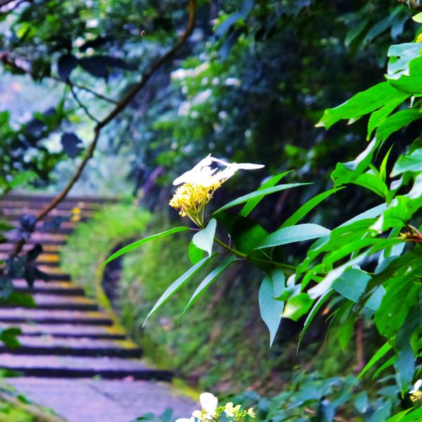 貓空 杏花林 滿園春色278327