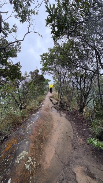 迎新（2026元旦2975586