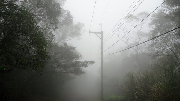 雨中賞櫻、霧裡看花2036591