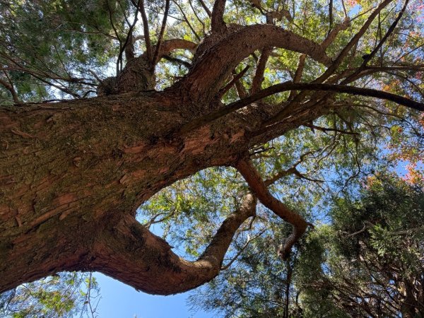 1141215塔山步道2963168