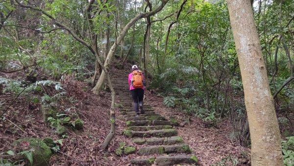 (姨婆趴趴走)第四十七集:新北土城大暖坑山等諸峰攀登連走2738760
