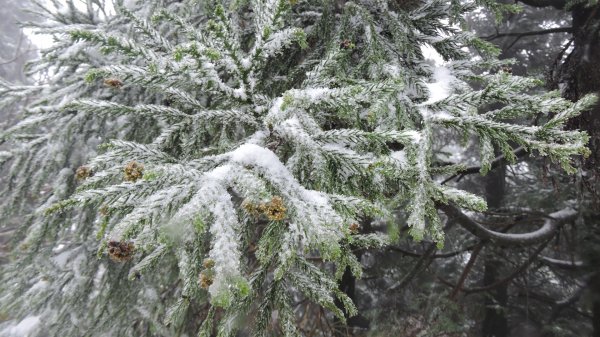 台北後花園下雪了 ！1232087