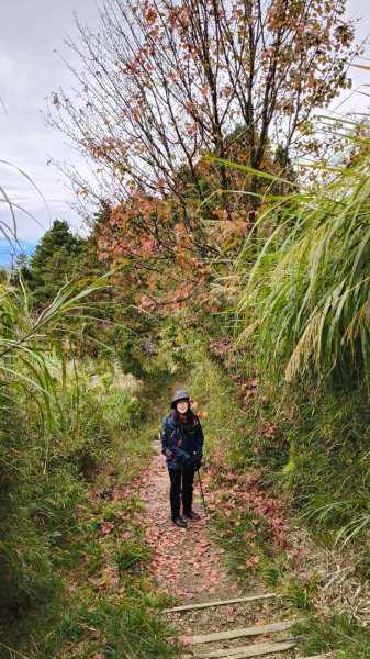神阿縱走~台灣難抵極~大塔山2971502