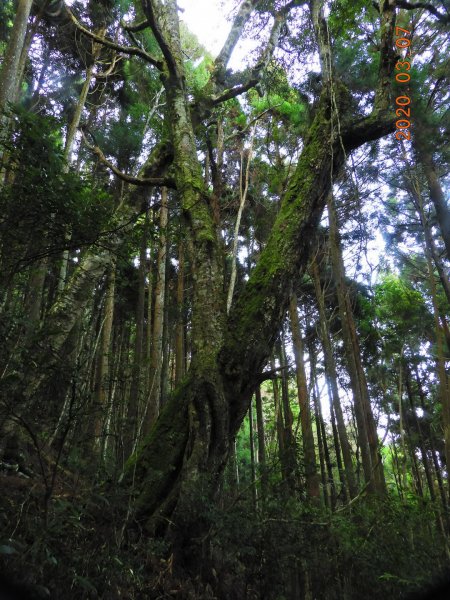 新竹 五峰 民都有山(面托油山)869215