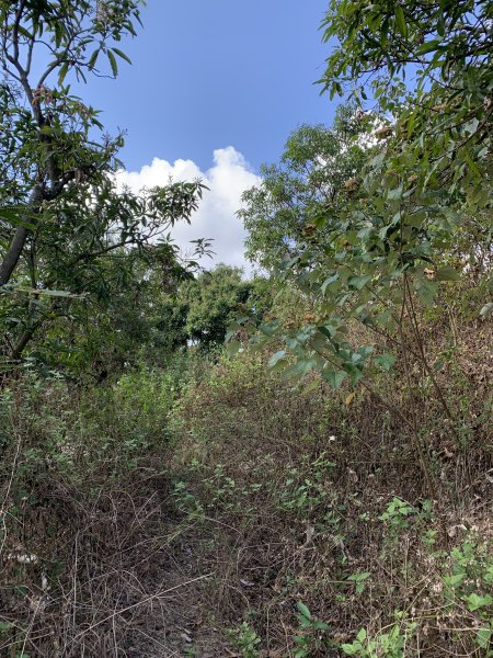 20250315屏東頭崙山-頭崙山西北峰2737224