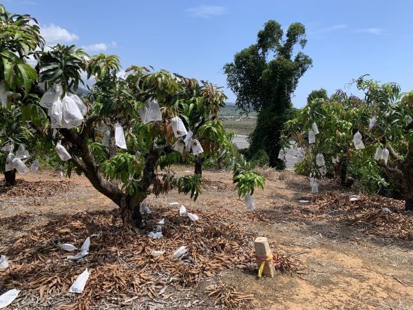 20250503屏東埔姜山2781505