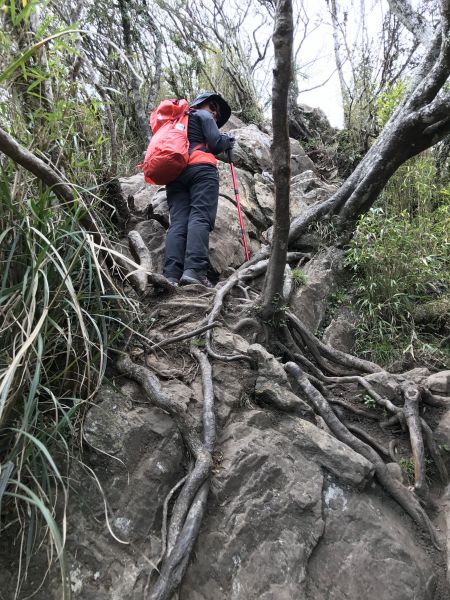 大坪上加里山環走杜鵑嶺114566