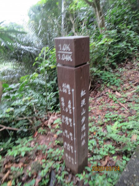 紅淡山步道907482