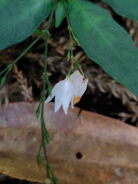 多納六秀 京大山2957531