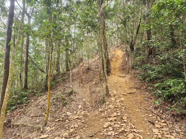 20260220板子寮山舊武界越山橫屏山O型3011646