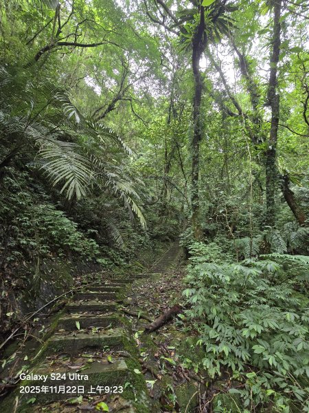 2025-11-22微笑山線：【五分山系】平溪小黃山段2943282