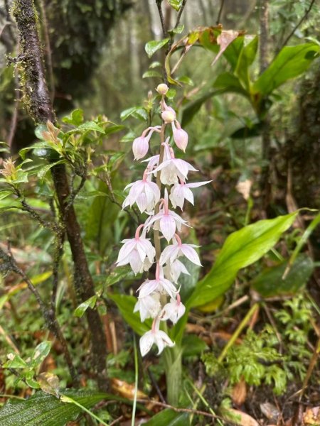 卡保石壁一葉蘭（耘夢谷上逐鹿山下O走）2809533