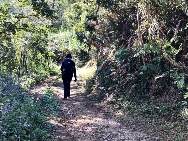 鱈葉根山登山步道524697