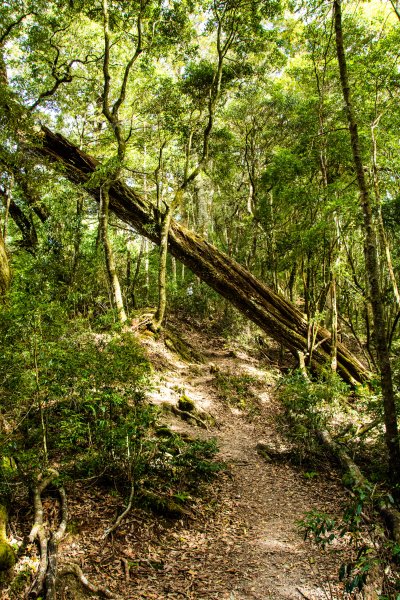 稍來山楓葉林2960875