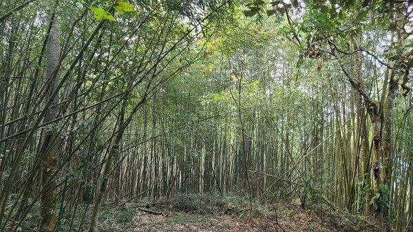 2021-1202 馬那邦山O型1535329