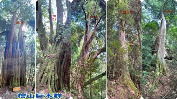 觀霧-檜山巨木群步道