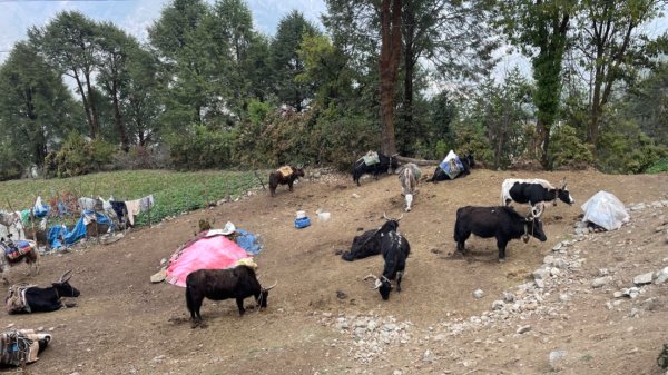尼泊爾EBC馬牛螺羊動物寫真-山屋-協作-美食2788999