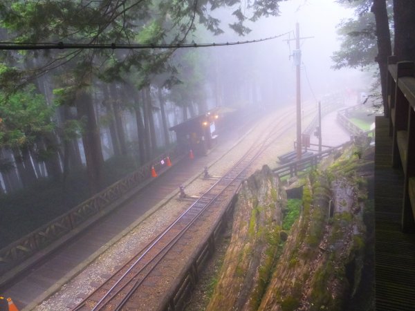 走阿里山神木群棧道，漫步在雲端及迷霧森林416032