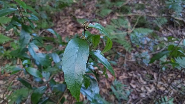 北坑山大板根東洗水山盡尾山東北峰2701690