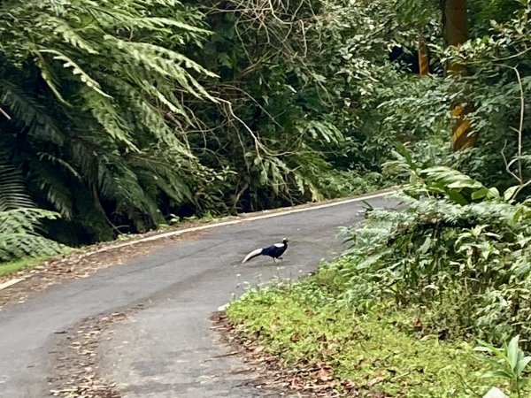 坐公車接駁的神仙縱走2707466
