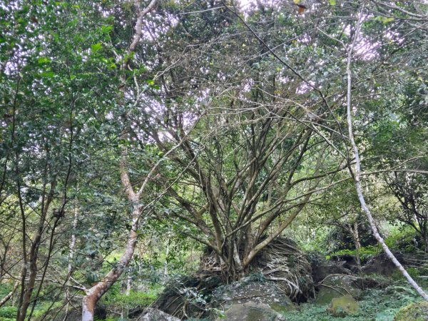 九龍山連走大凍山2955705