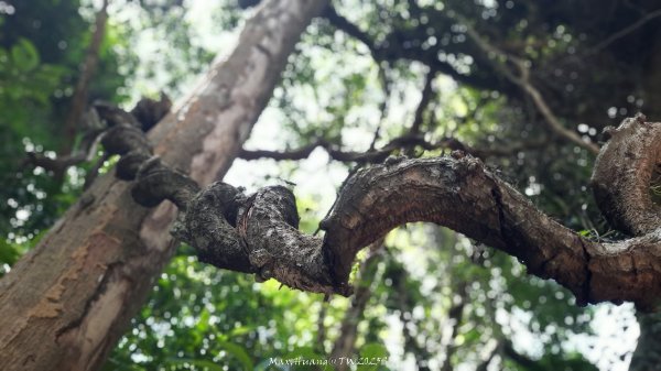 《新竹》青青石階｜娥眉藤坪步道及萬佛庵步道202509132883886