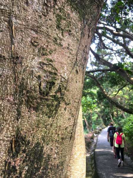 2021-5 台北大縱走第6段-南港山縱走1376125