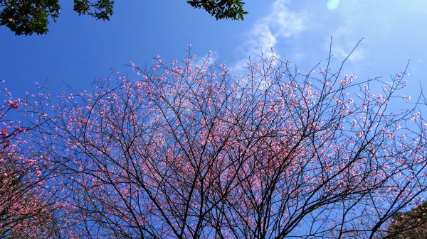 春天的顏色1279659