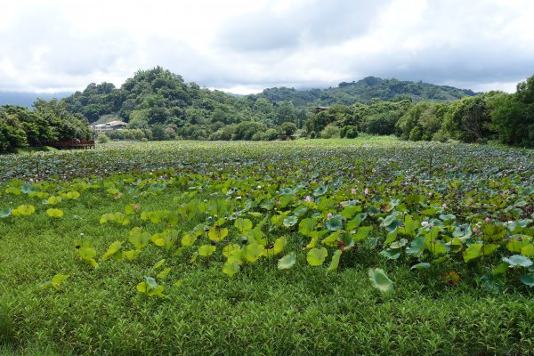 東勢林業文化園區1078580