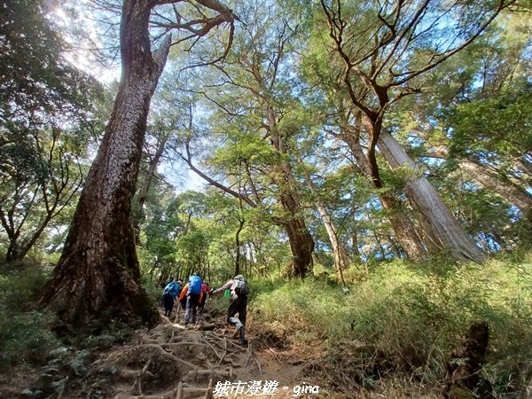 【高雄桃源】朝聖壯闊山景之南橫三星。 編號72百岳~塔關山登山步道2096652