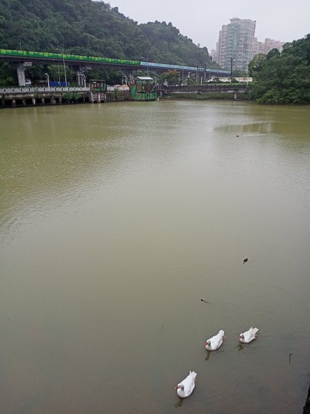 大湖公園 (防災公園)【走路趣尋寶】1897928