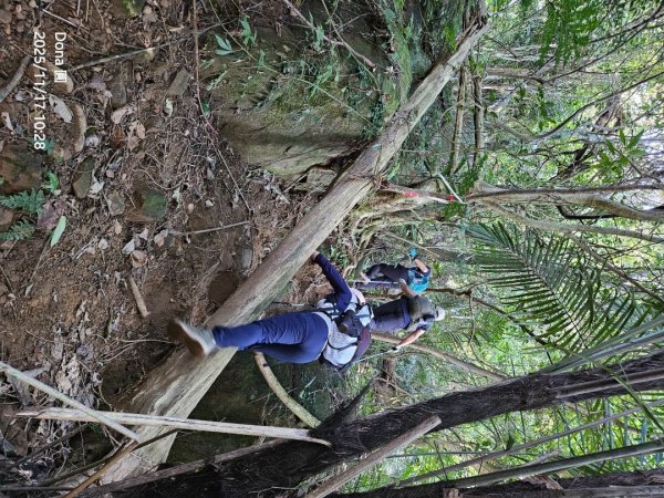 20251117新竹內灣三山四峰(內灣山.麥樹仁山南峰.麥樹仁山.白石湖山)2939893