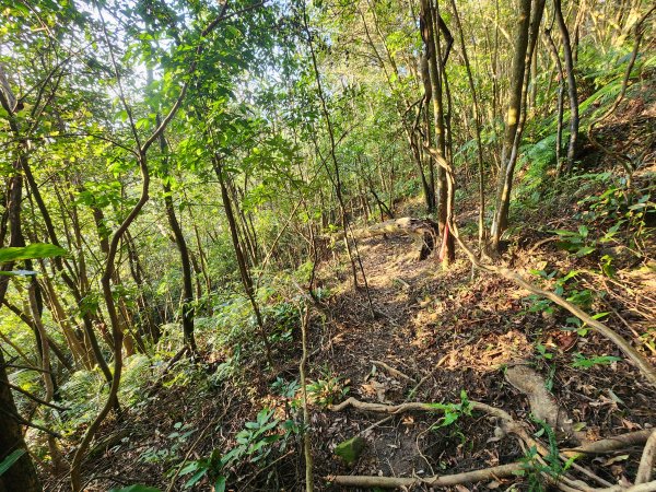 20260110大湖公園捷運站至擎天崗2993190