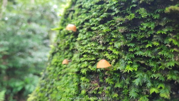 《雲林》望好望角｜石壁山嘉南雲峰步道(中側登山口）202506072805433