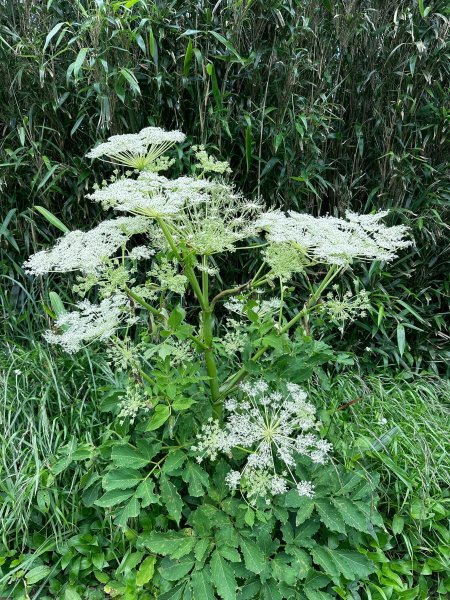 台北大縱走第二段2786958