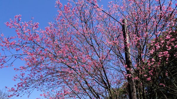 春天的顏色1279646