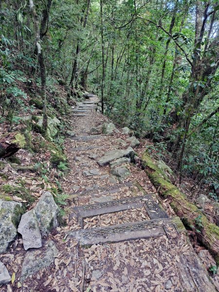 大雪山森林遊樂區森林浴步道2966016