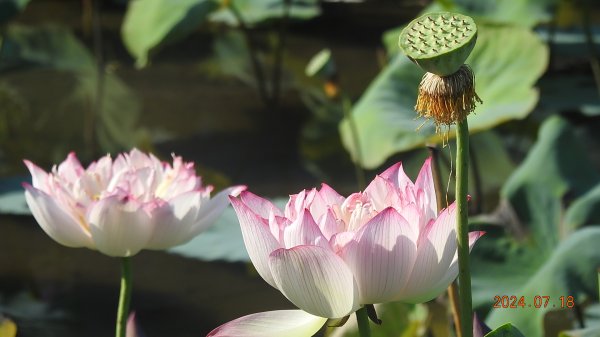 雲山水花鳥蝶 - 天龍國阿伯的日常7/18 & 21、22、292553905